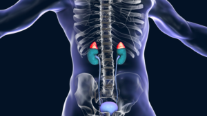 adrenal glands