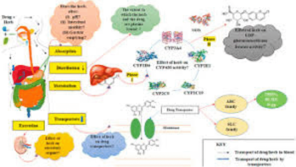 natural supplements and prescription drug interactions