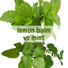 best herb combinations for health