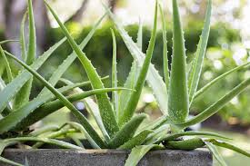 aloe vera homemade remedies
