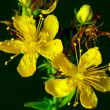 1. St. John’s Wort + Antidepressants: When “Natural” Can Get Risky