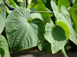 natural supplements and prescription drug

