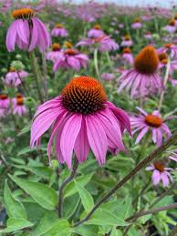 Echinacea + Immunosuppressants: A Battle Between Immune Boost and Immune Suppress