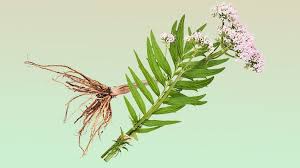 Valerian Root + Anxiety or Sleep Medications: When “Sleepy Time” Gets Too Sleepy