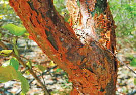 gumbo limbo bark