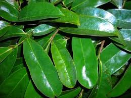 soursoup leaves