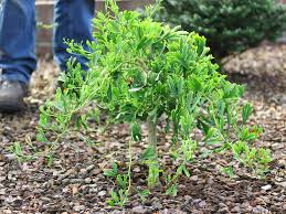 Ginkgo Biloba bleeding risk