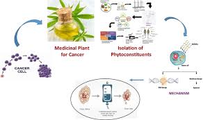 A Wider Lens: Herbal Supplements 
