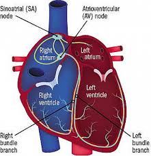 are supplements safe for heart health